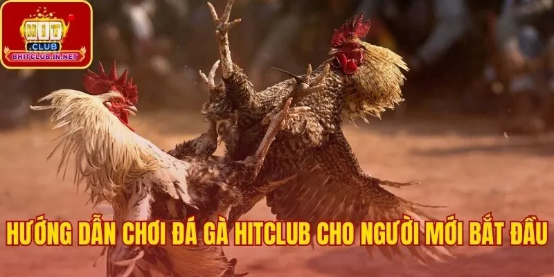 Hướng dẫn tham gia đá gà Hitclub cho người bắt đầu
