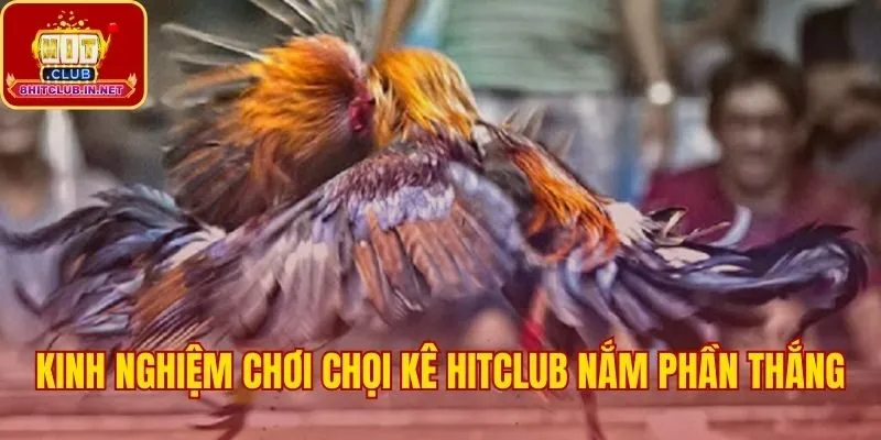 Mẹo chơi đá gà Hitclub hiệu quả từ các cao thủ